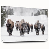 Acrylic glass wall art showcasing a side view of a buffalo, part of the A Bisson Design collection, featuring vibrant colors and detailed textures. Ideal for wildlife enthusiasts and home decor.