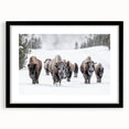 Framed black wall art featuring a detailed illustration of a buffalo, part of the "A Wild Life" collection, showcasing vibrant colors and natural textures.
