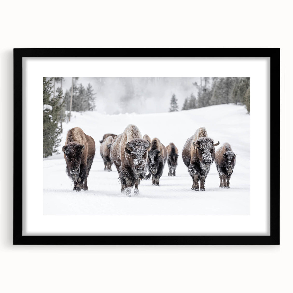 Framed black wall art featuring a detailed illustration of a buffalo, part of the "A Wild Life" collection, showcasing vibrant colors and natural textures.