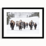 Framed black wall art featuring a detailed illustration of a buffalo, part of the "A Wild Life" collection, showcasing vibrant colors and natural textures.