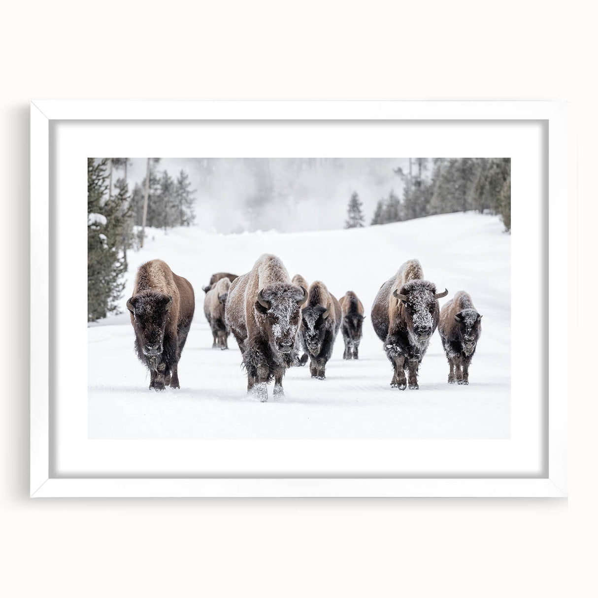 Framed wall art of a bison design titled "A Wild Life Buffalo," showcasing intricate details and a white mat, perfect for enhancing home decor.