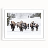 Framed wall art of a bison design titled "A Wild Life Buffalo," showcasing intricate details and a white mat, perfect for enhancing home decor.