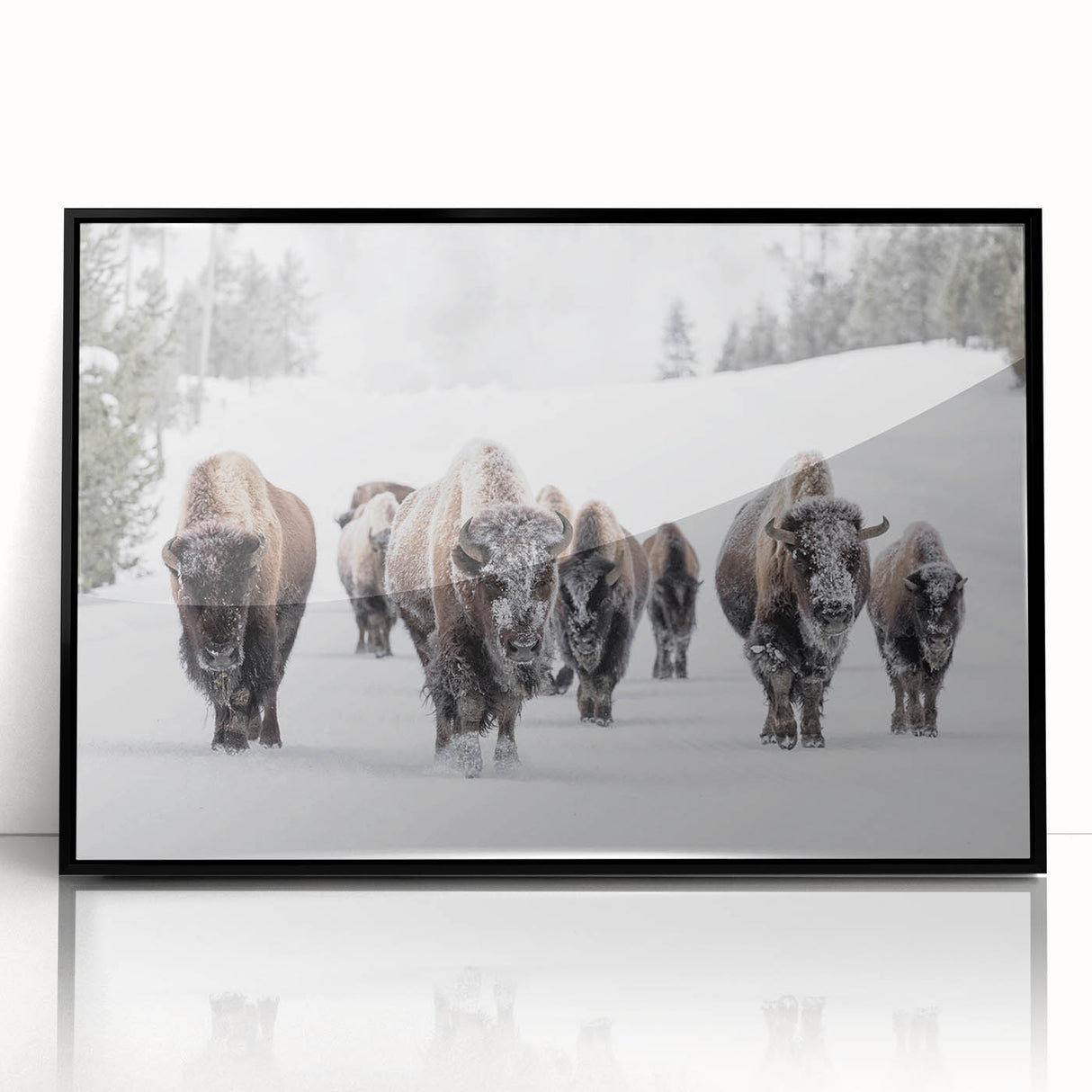 Framed wall art showcasing a striking black and white buffalo design, set in an acrylic frame. Perfect for wildlife enthusiasts and modern decor.