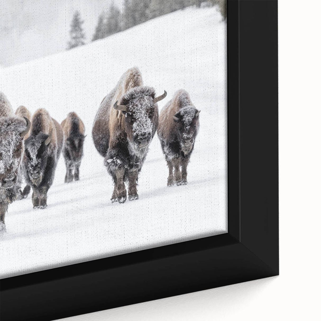 Close-up of a framed canvas wall art design depicting a majestic buffalo in a serene wildlife setting, showcasing intricate details and rich colors, ideal for nature lovers.