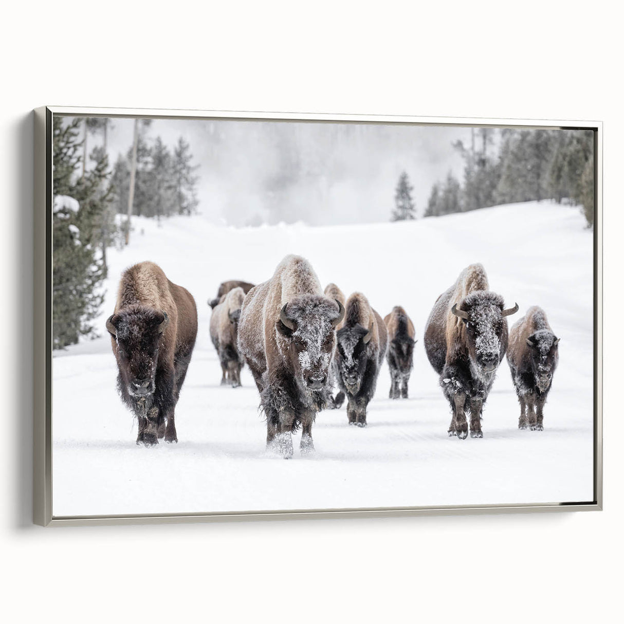 Framed canvas wall art showcasing a detailed side view of a majestic buffalo, part of the A Bisson Design collection, with a sleek silver frame that enhances the artwork's natural beauty. Perfect for wildlife enthusiasts and home decor lovers.