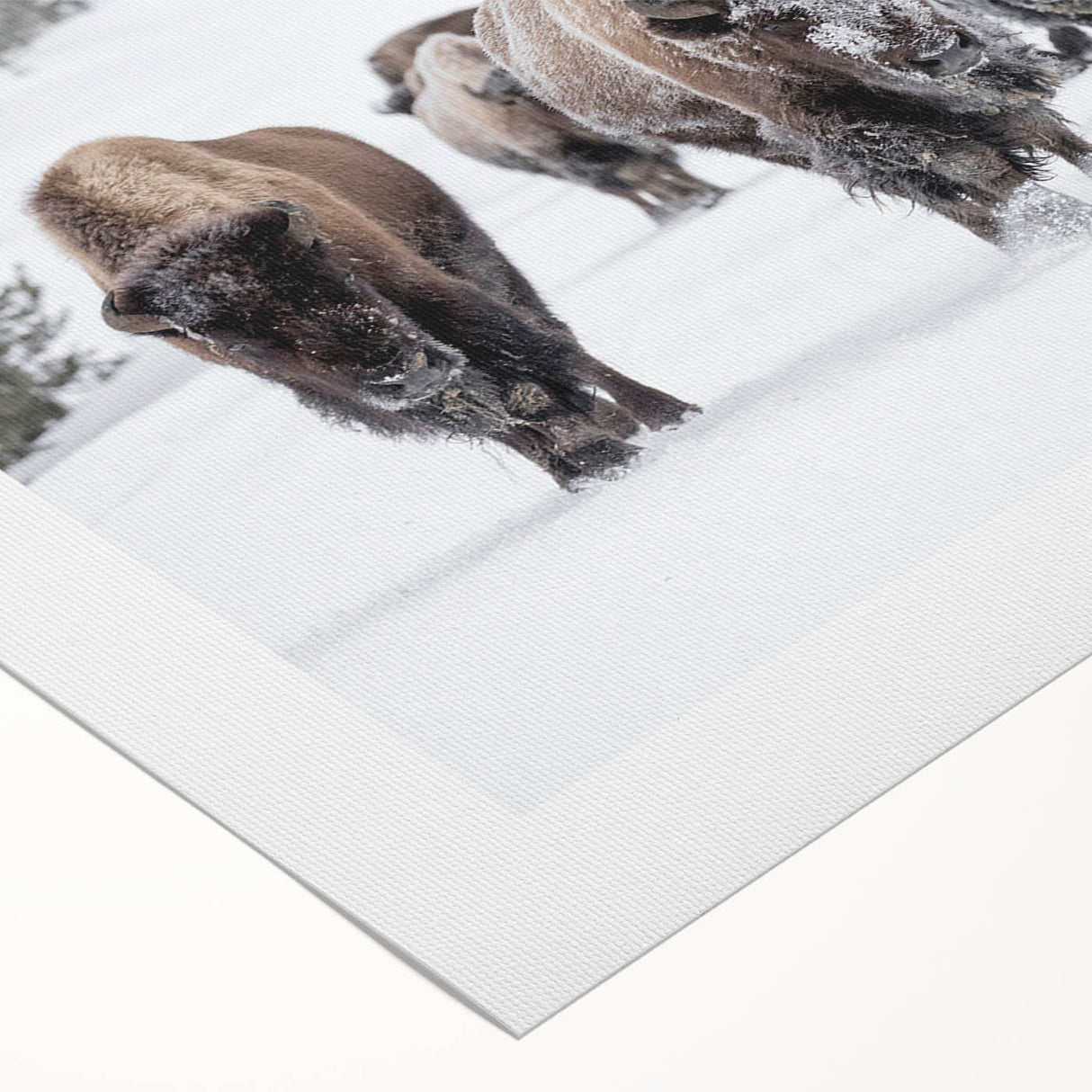 Rolled canvas showcasing a detailed illustration of a buffalo in a wild landscape, part of a wildlife wall art collection, perfect for nature-themed decor.