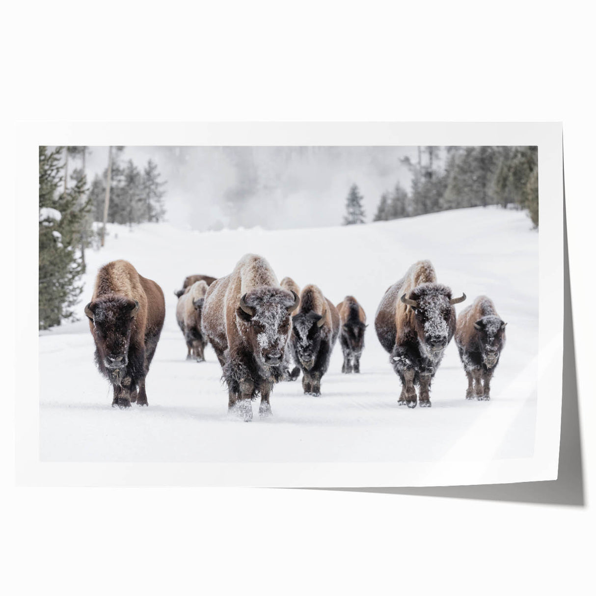 Buffalo wall art print showcasing a detailed bison design, featuring rich colors and textures, perfect for wildlife enthusiasts and home decor.