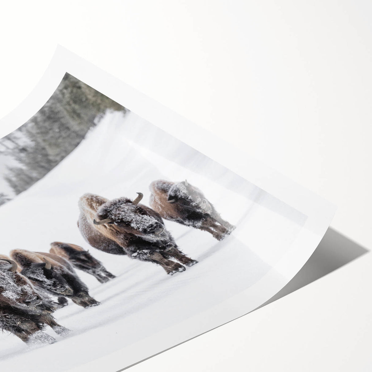 Buffalo wall art print showcasing a detailed bison design on textured canvas, rolled for easy shipping, perfect for wildlife-themed decor.