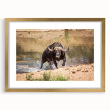Framed wall art showcasing a majestic buffalo design, featuring a gold mat and elegant frame, perfect for enhancing any wildlife-themed decor.