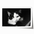 Wildlife-themed wall art print featuring a stylized cat design in vibrant colors, ideal for animal lovers and home decor enthusiasts; rolled and ready for framing.