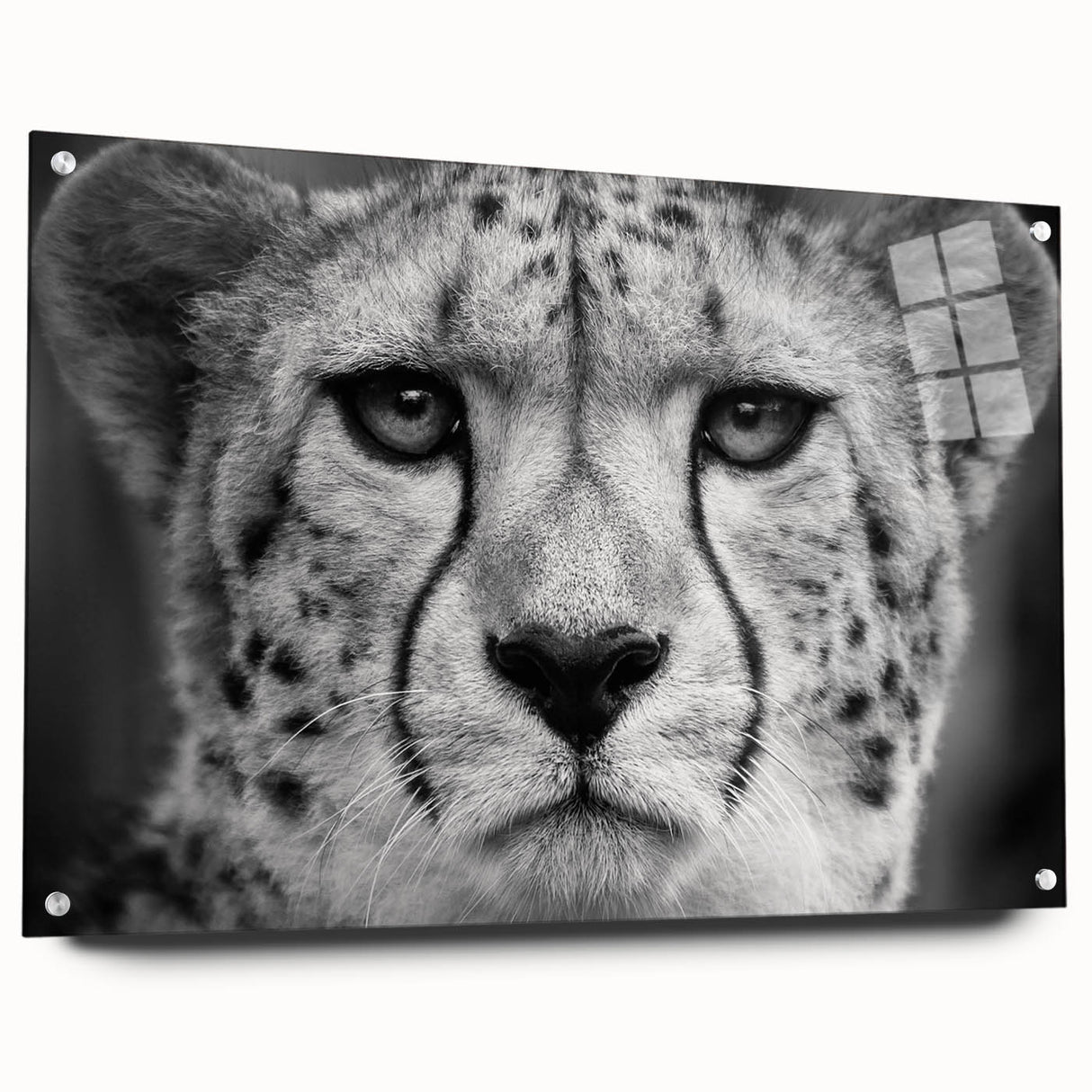 Cheetah wall art design on acrylic glass, showcasing a striking side view of a cheetah in a wild setting, with vibrant colors and intricate details. Ideal for animal lovers and modern decor.