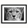 Framed wall art featuring a sleek cheetah design on a black mat, showcasing vibrant colors and intricate details, perfect for wildlife enthusiasts and modern decor.