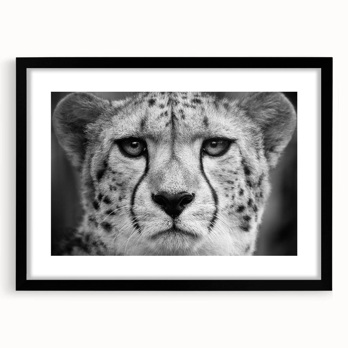 Framed wall art featuring a sleek cheetah design on a black mat, showcasing vibrant colors and intricate details, perfect for wildlife enthusiasts and modern decor.