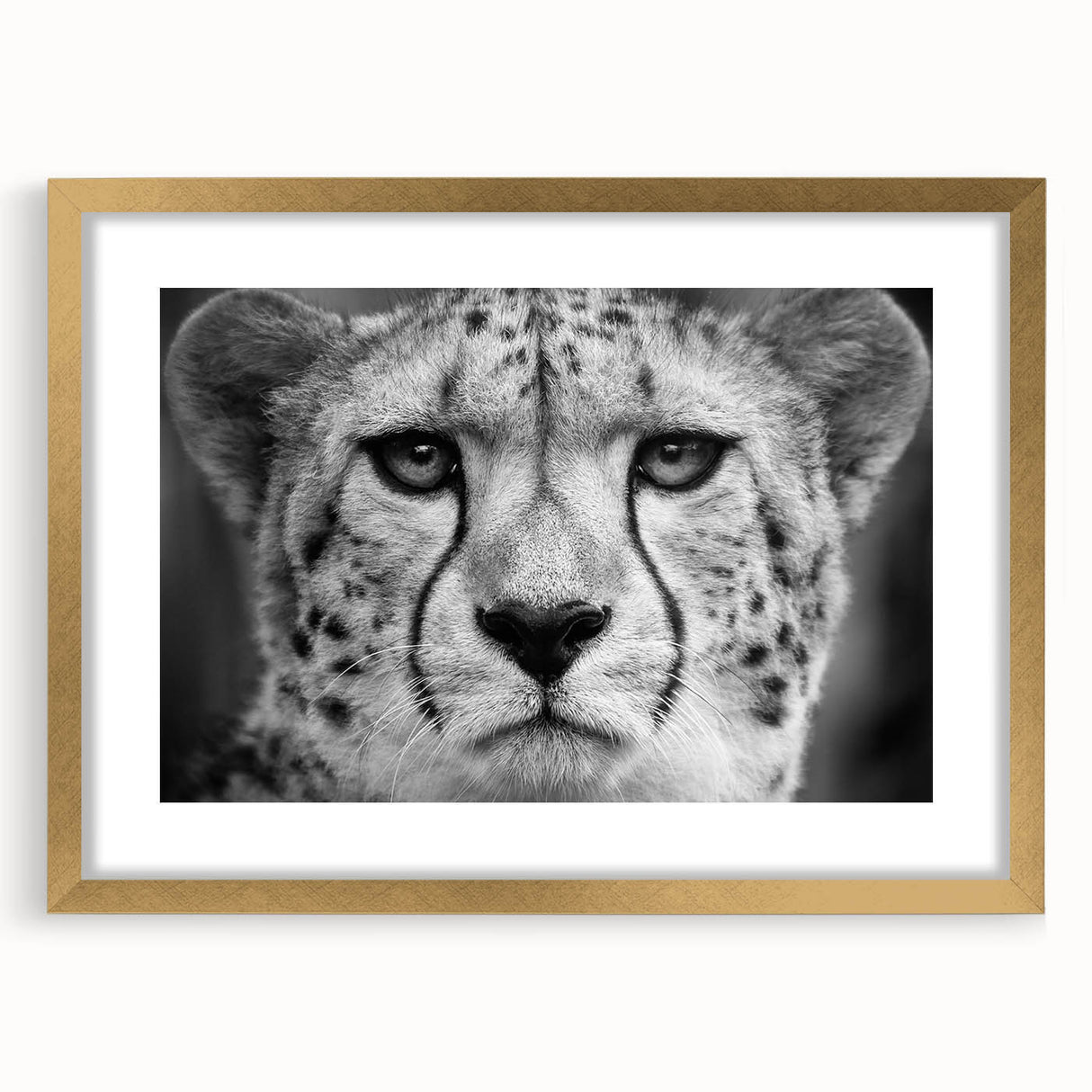 Cheetah wall art design showcasing a striking gold frame with mat, perfect for adding a touch of wildlife elegance to home decor. Ideal for animal lovers and art enthusiasts.
