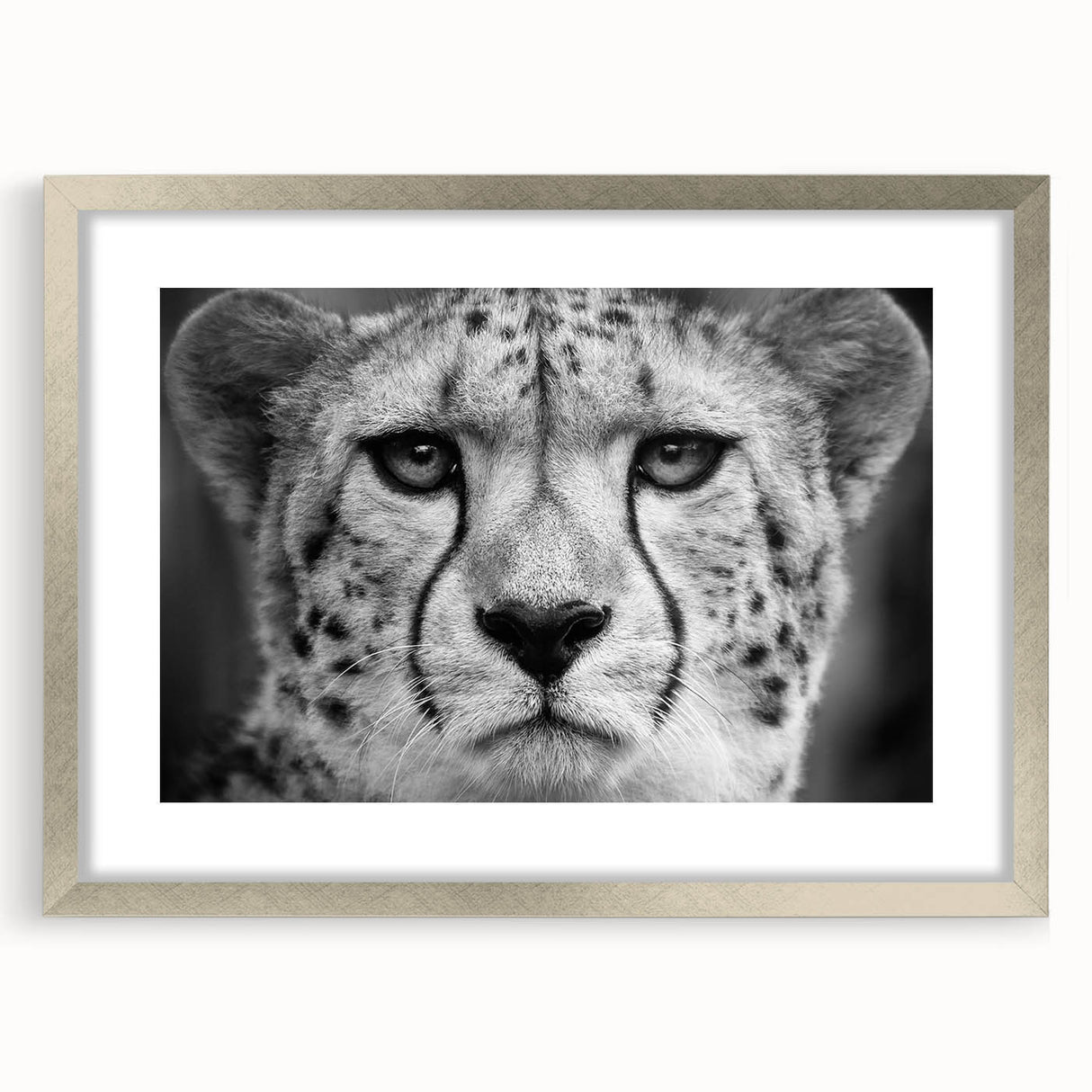 Framed wall art featuring a striking cheetah design with a silver mat, showcasing vibrant colors and intricate details, perfect for wildlife enthusiasts' decor.