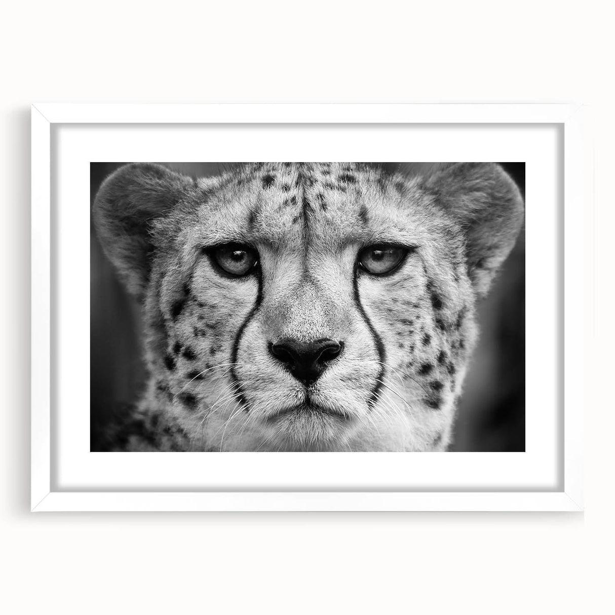 Cheetah-themed wall art print featuring a striking design with a white frame and mat, perfect for wildlife enthusiasts and modern decor styles.