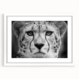 Cheetah-themed wall art print featuring a striking design with a white frame and mat, perfect for wildlife enthusiasts and modern decor styles.