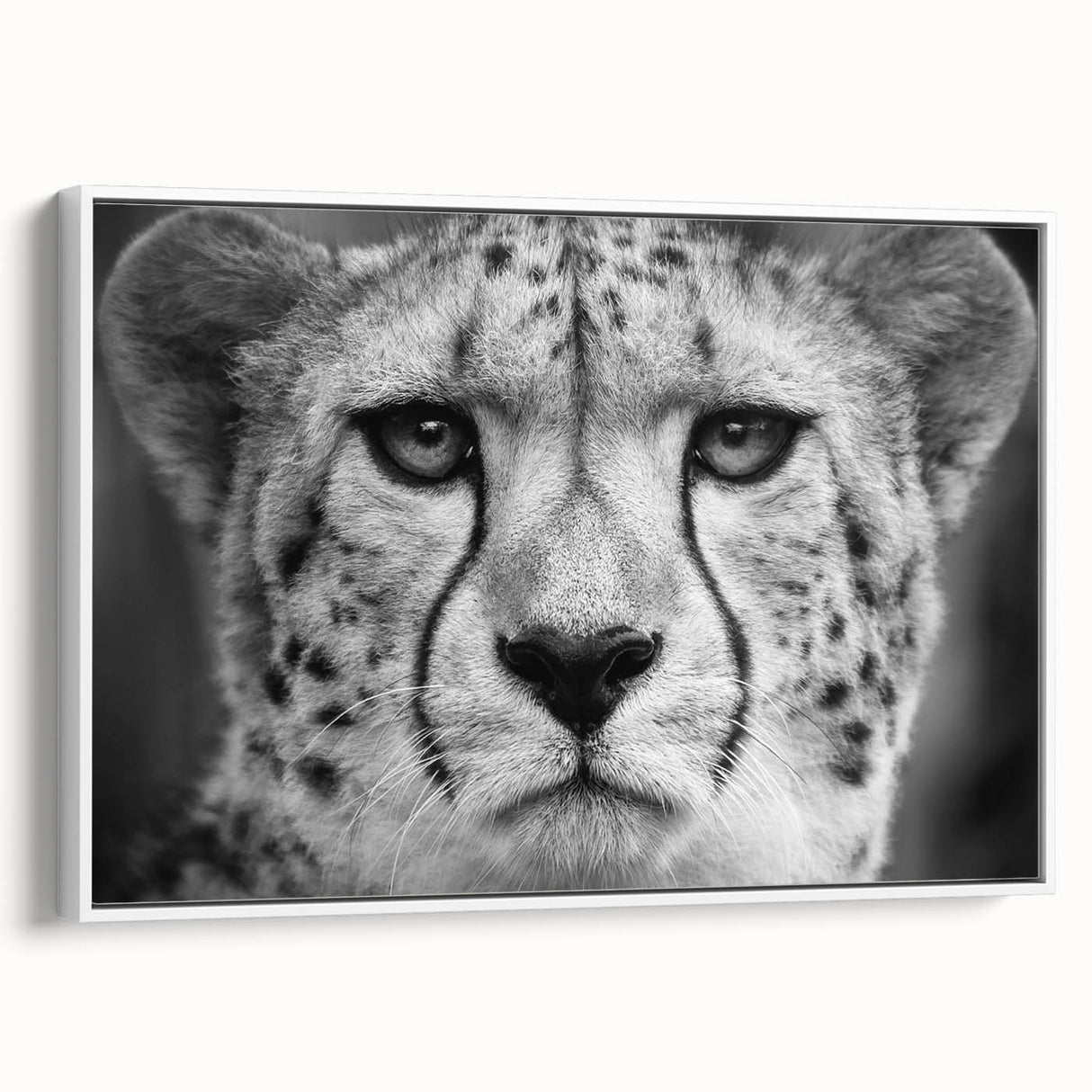 Framed canvas wall art depicting a sleek cheetah in a minimalist design. The artwork features a white background, emphasizing the cheetah's graceful form and vibrant colors. Perfect for animal lovers and modern decor enthusiasts.