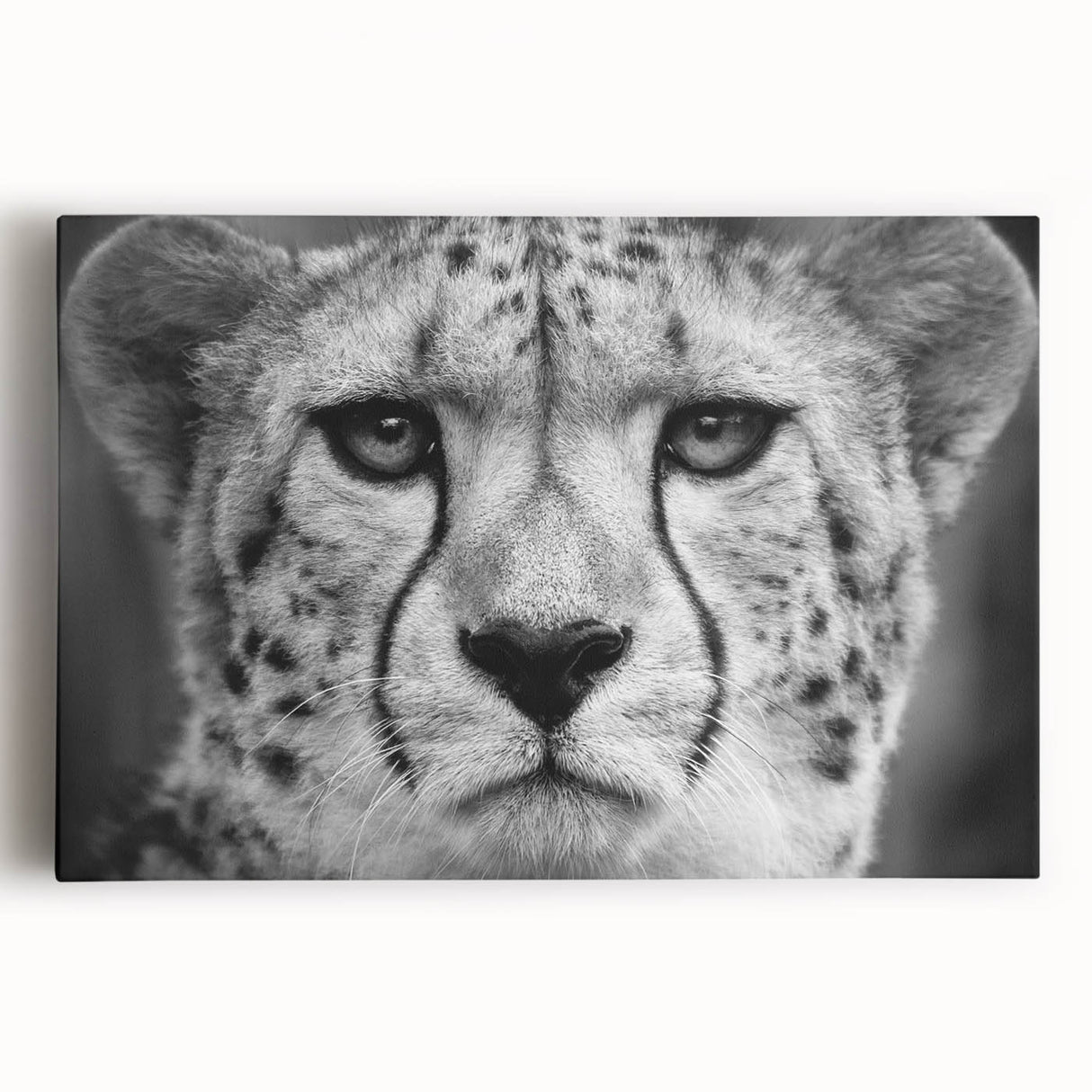 Stretched canvas wall art showcasing a vibrant cheetah design in a striking front view, perfect for wildlife enthusiasts and modern decor. Ideal for enhancing living spaces.