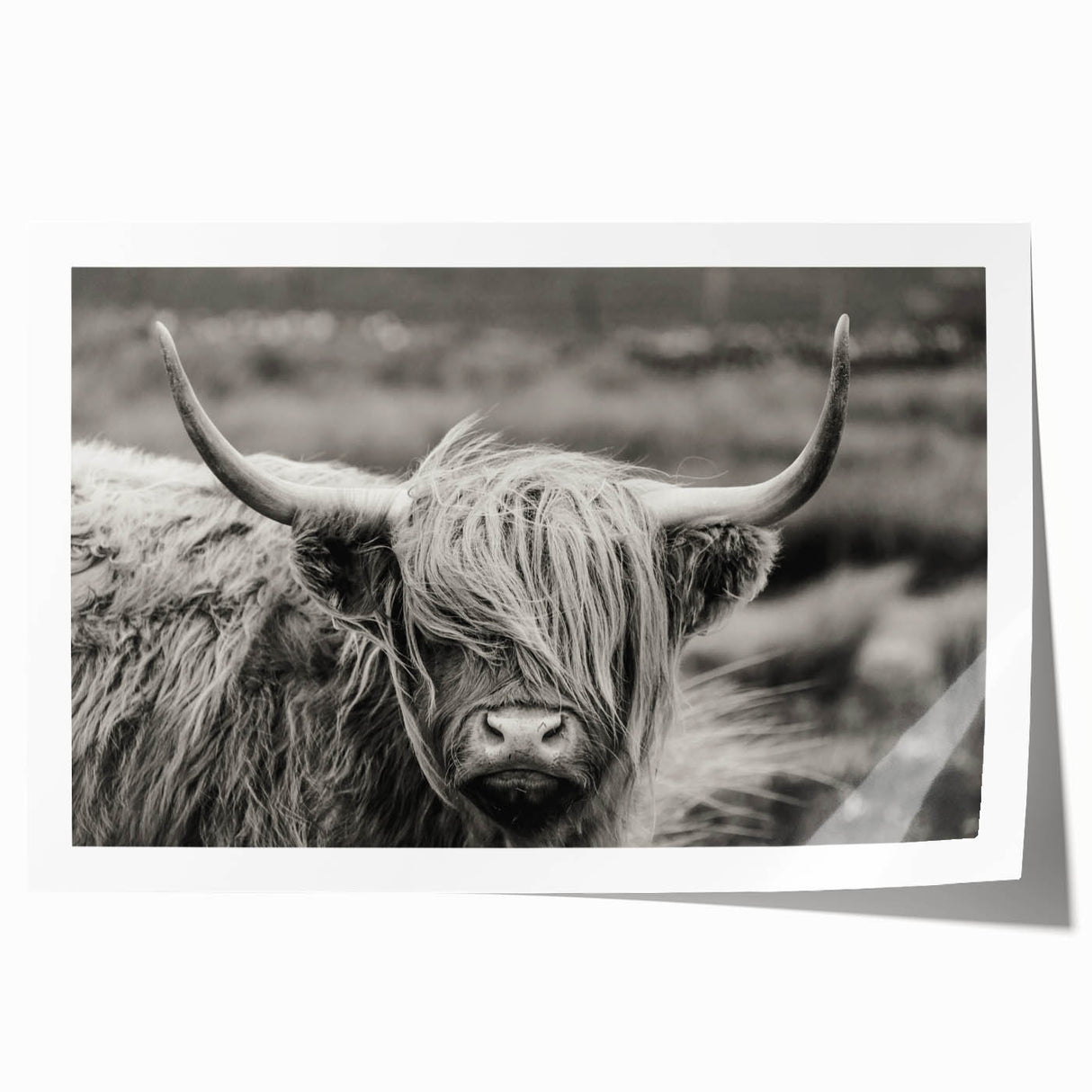 Black and white cow illustration art print showcasing intricate line work and textures, ideal for modern farmhouse decor or animal-themed interior design.