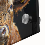Close-up of a cow-themed wall art design on acrylic glass, showcasing vibrant colors and intricate details, perfect for adding a rustic touch to home decor.