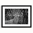 Framed wall art showcasing a majestic deer design, featuring a black mat and sleek frame, ideal for enhancing home decor with a touch of wildlife elegance.