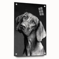 Acrylic glass wall art featuring a vibrant dog design from the "Animals A Wild Life" collection, displayed from the side with visible mounting pins, ideal for pet lovers.