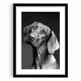Black framed wall art featuring a vibrant design of wild dogs, showcasing intricate details and vivid colors, perfect for animal lovers and home decor enthusiasts.