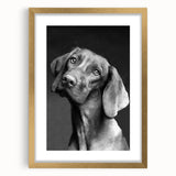 Framed wall art featuring a vibrant dog design in a gold mat, showcasing playful canine illustrations ideal for animal lovers and home decor enthusiasts.