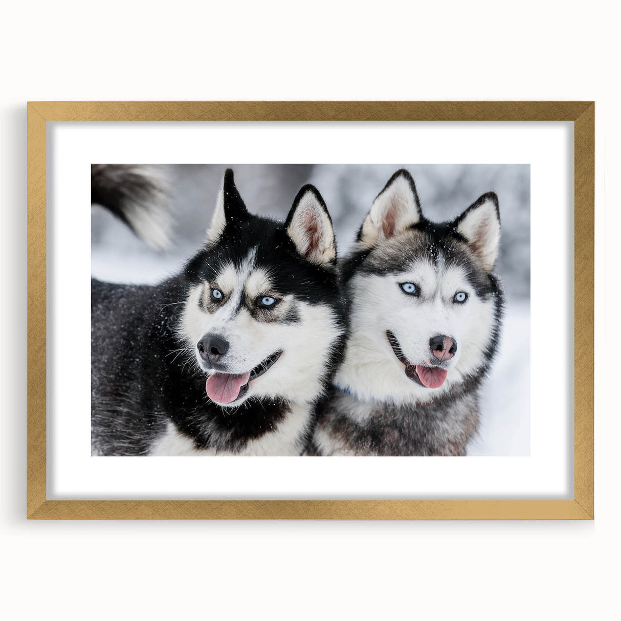 Framed wall art collection showcasing a vibrant dog design in a gold frame, featuring a mat for an elegant presentation, perfect for animal lovers' decor.