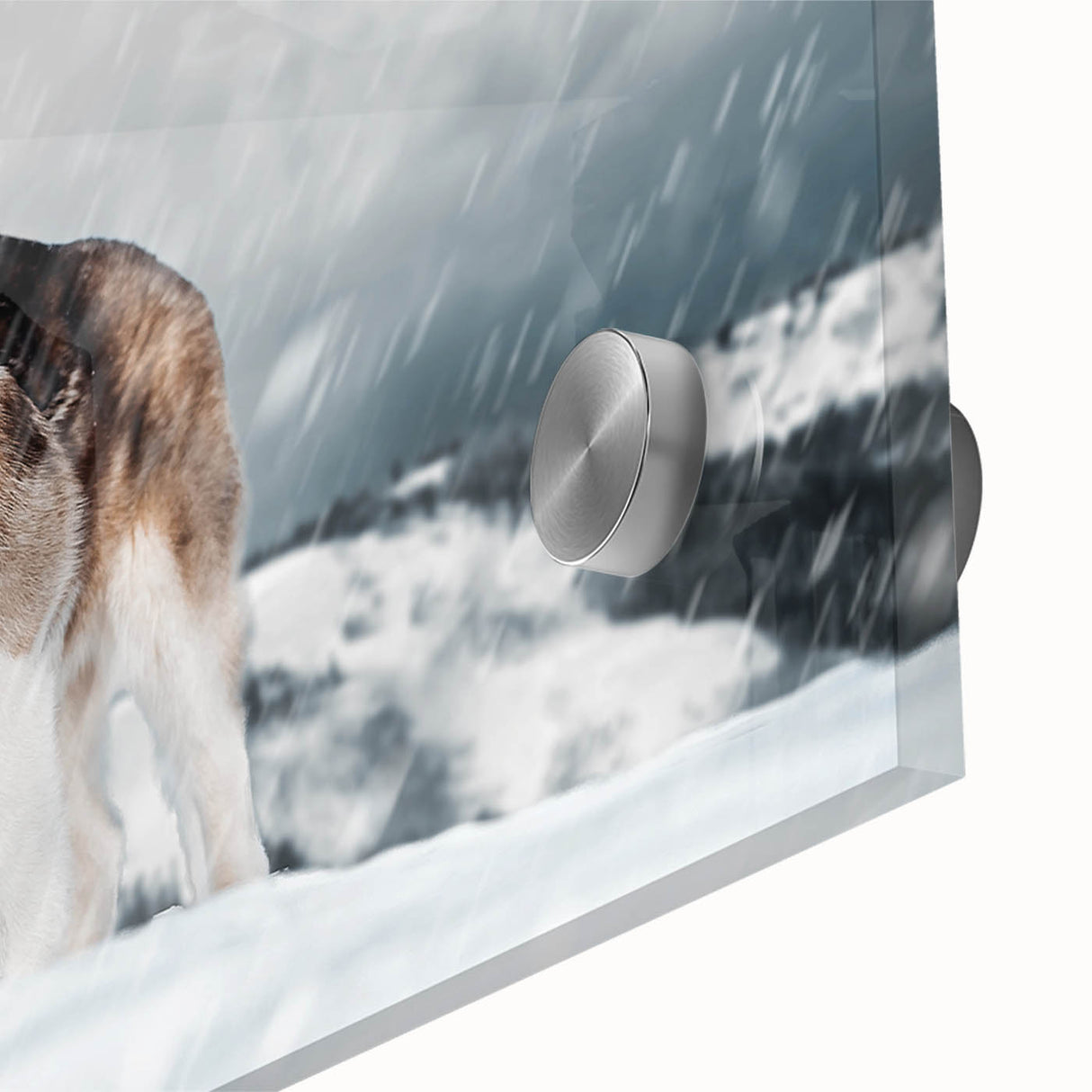 Close-up of an acrylic glass wall art piece showcasing a vibrant design of wild dogs in their natural habitat, highlighting intricate details and colors. Perfect for animal lovers and home decor enthusiasts.