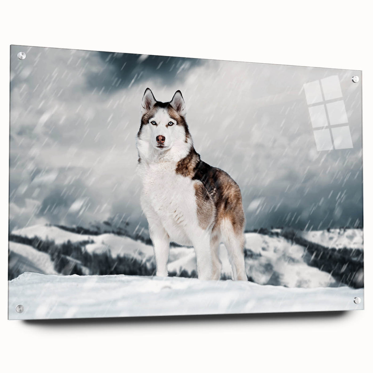 Acrylic glass wall art collection featuring a vibrant design of various dog breeds, displayed from a side view with decorative pins, perfect for animal lovers.