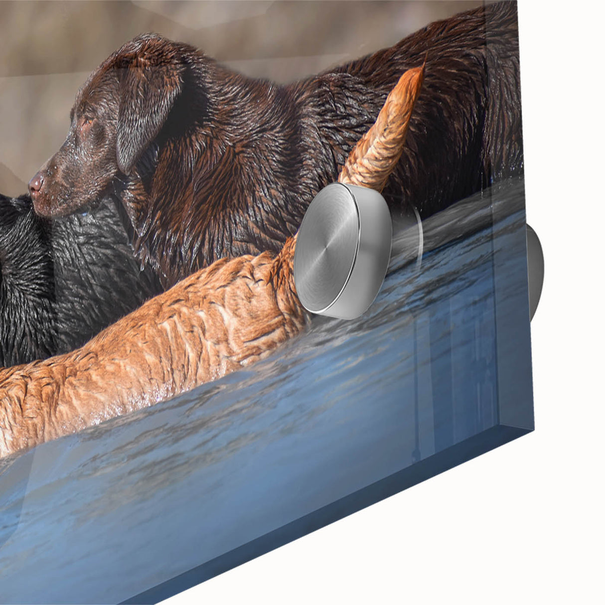 Close-up image of a vibrant acrylic wall art piece showcasing a colorful dog design, featuring detailed textures and playful expressions, ideal for animal lovers.