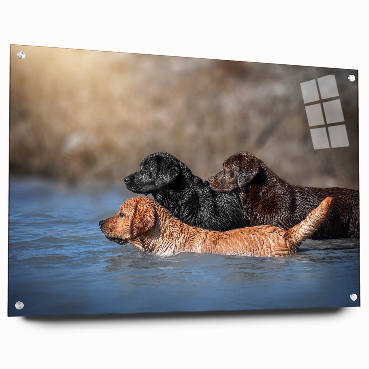 Acrylic glass wall art design showcasing a playful dog illustration, featuring vibrant colors and a side view display with decorative pins, perfect for animal lovers.