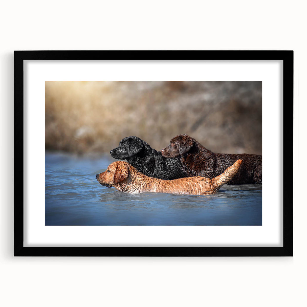 Black-framed wall art featuring a collection of wild dog designs, showcasing vibrant colors and intricate details, ideal for animal lovers and home decor enthusiasts.