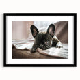 Black-framed wall art collection featuring a vibrant design of various dog breeds, showcasing their unique characteristics and playful expressions, perfect for animal lovers.