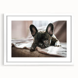 Framed wall art collection featuring a vibrant dog design, set in a sleek white frame with a mat, showcasing playful canine illustrations perfect for home decor.