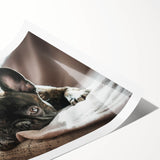 Vibrant rolled wall art print featuring a collection of playful dogs in a wild-life design, showcasing rich colors and detailed textures, perfect for animal lovers.