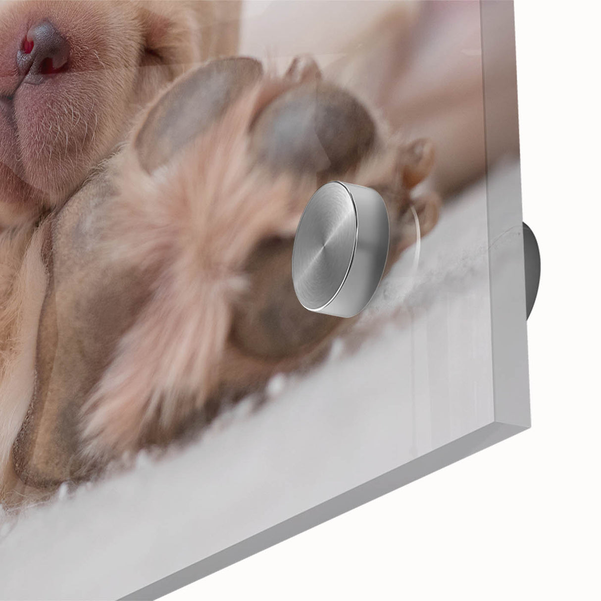 Close-up of a vibrant acrylic glass wall art piece showcasing a colorful dog design, perfect for animal lovers, enhancing any modern home decor with its lively aesthetic.