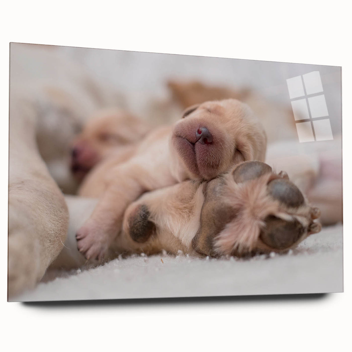 Acrylic wall art collection featuring a vibrant design of wild dogs, showcasing intricate details and vivid colors, displayed in a stylish side view without pins.