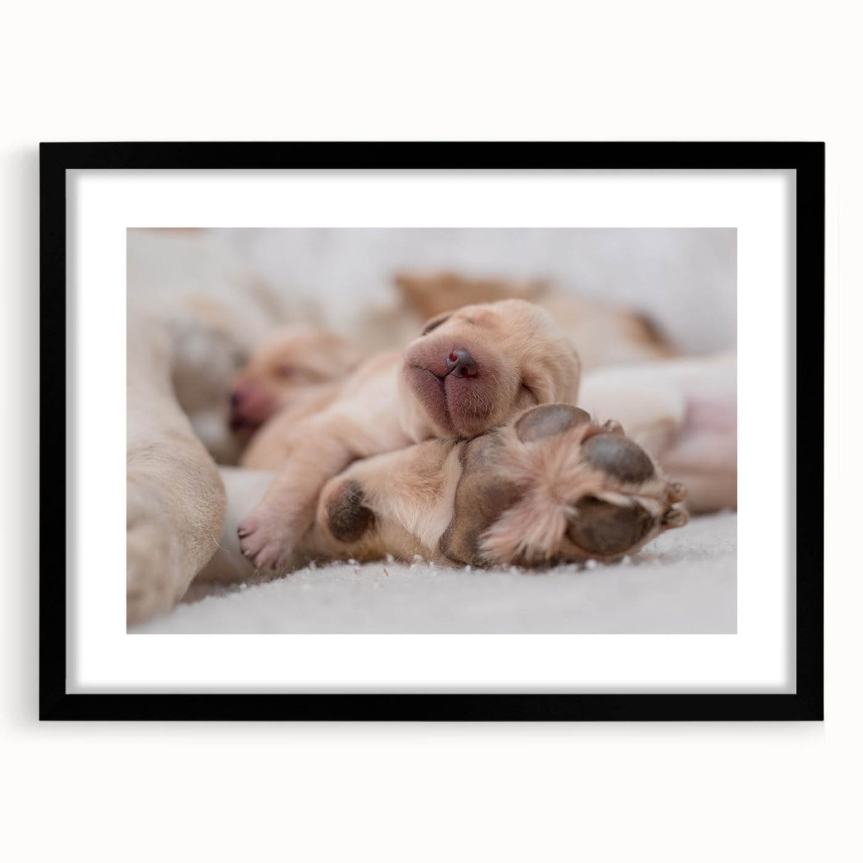 Framed wall art featuring a vibrant design of various dog breeds, showcasing detailed illustrations against a sleek black mat, perfect for animal lovers' decor.