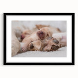 Framed wall art featuring a vibrant design of various dog breeds, showcasing detailed illustrations against a sleek black mat, perfect for animal lovers' decor.