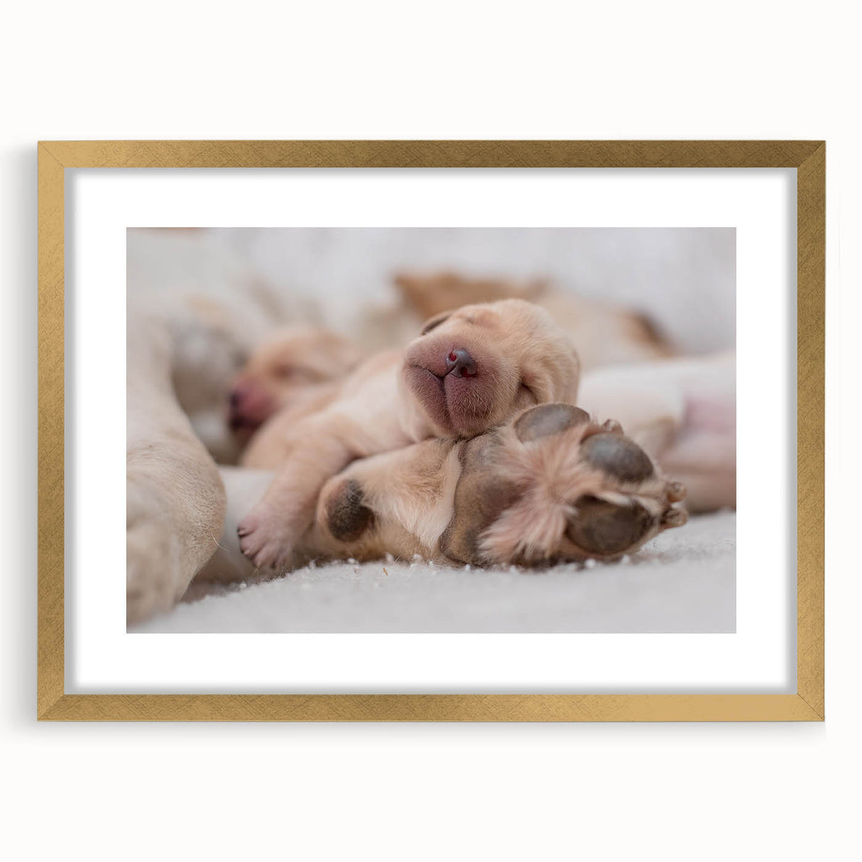 Framed wall art collection showcasing a stylish dog design, featuring a gold mat and elegant frame, perfect for animal lovers and home decor enthusiasts.