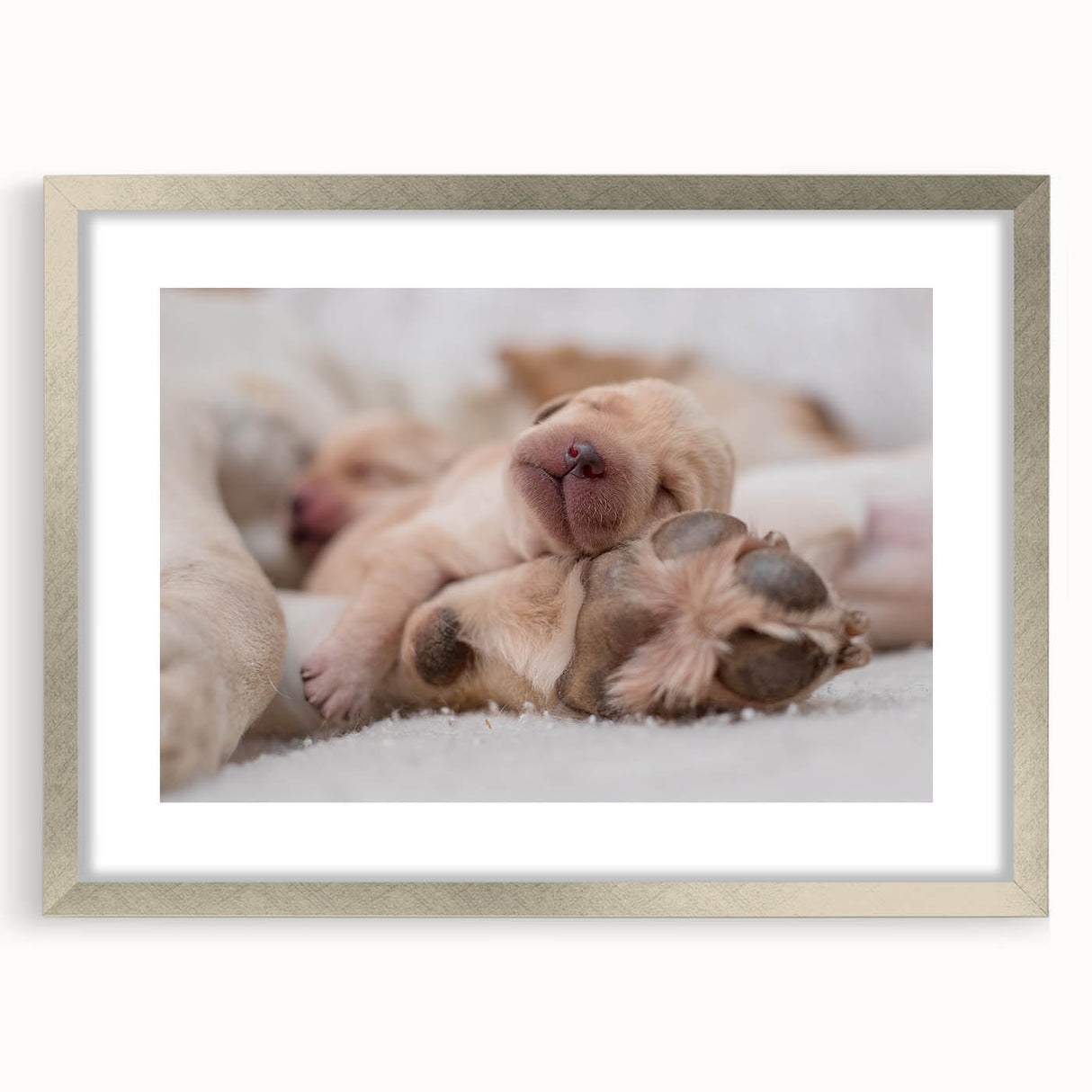 Framed wall art featuring a striking design of various dog breeds in a wild life theme, with a silver frame and mat, ideal for animal lovers and home decor.