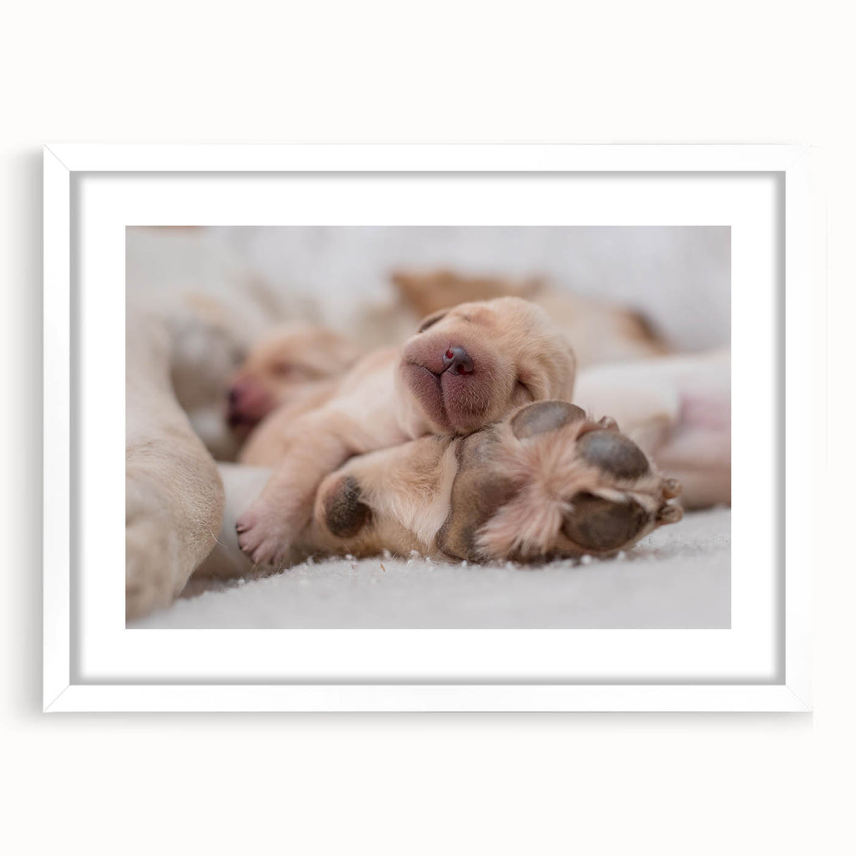 Framed wall art featuring a playful dog design in a modern white mat, showcasing vibrant colors and intricate details, perfect for animal lovers' decor.