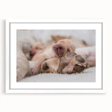 Framed wall art featuring a playful dog design in a modern white mat, showcasing vibrant colors and intricate details, perfect for animal lovers' decor.