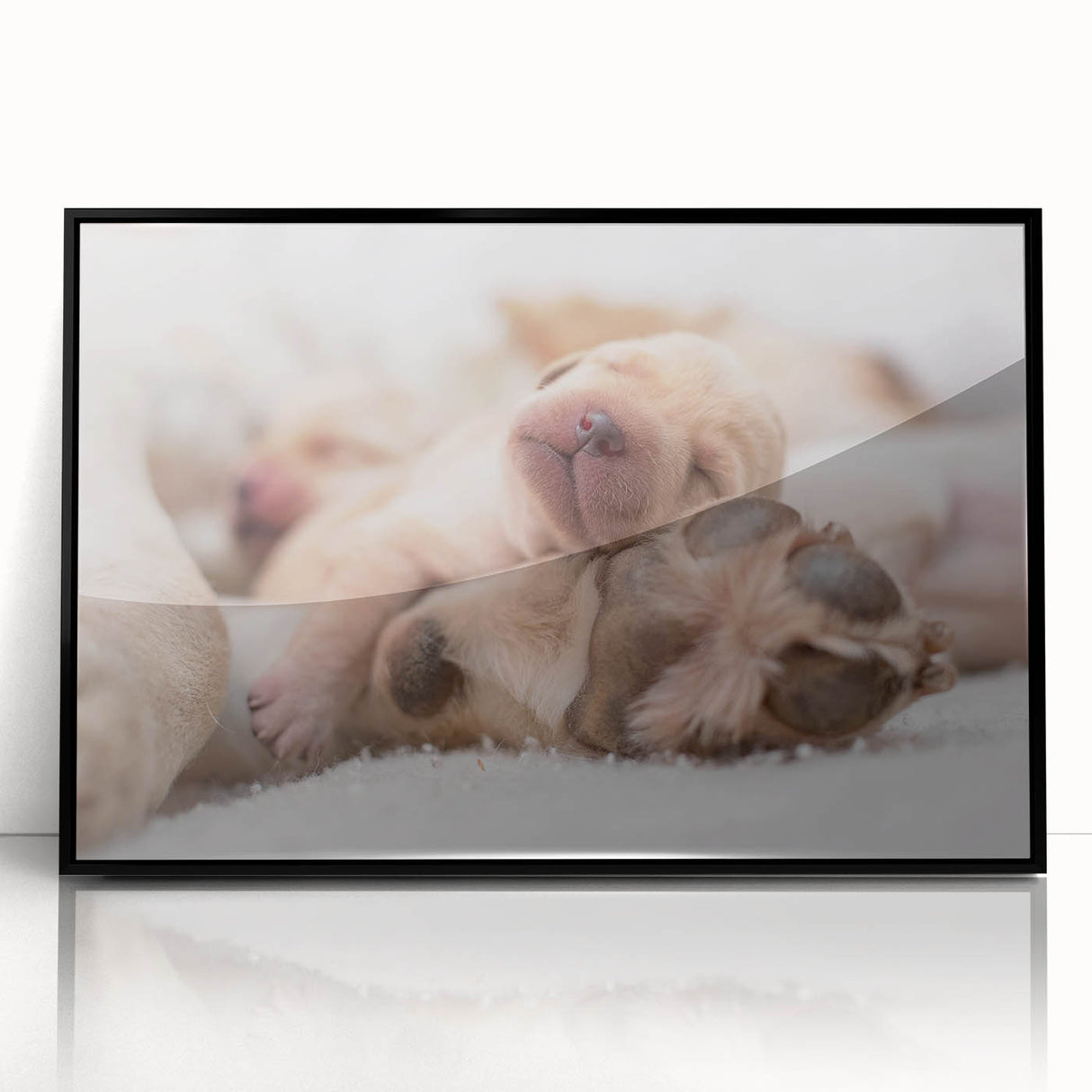 Framed wall art collection featuring a design of various dog breeds in a vibrant, colorful style. The artwork is displayed in a sleek black frame, ideal for animal lovers and home decor enthusiasts.