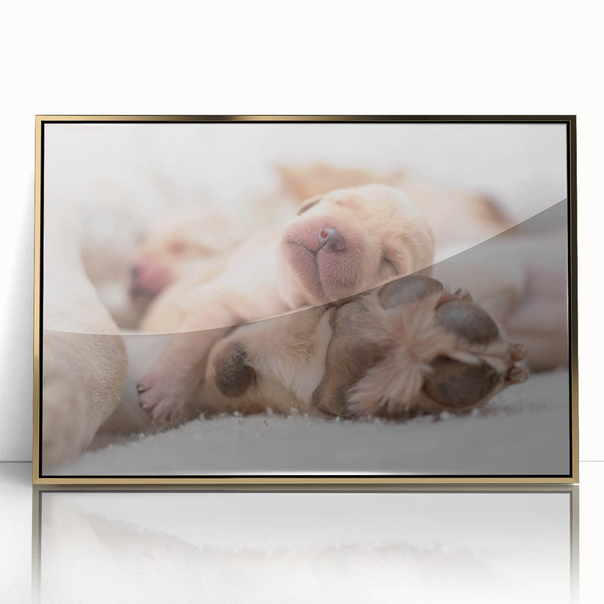 Framed wall art showcasing a vibrant dog design in a wild animal theme, featuring a gold-accented acrylic front. Ideal for pet lovers and modern decor.