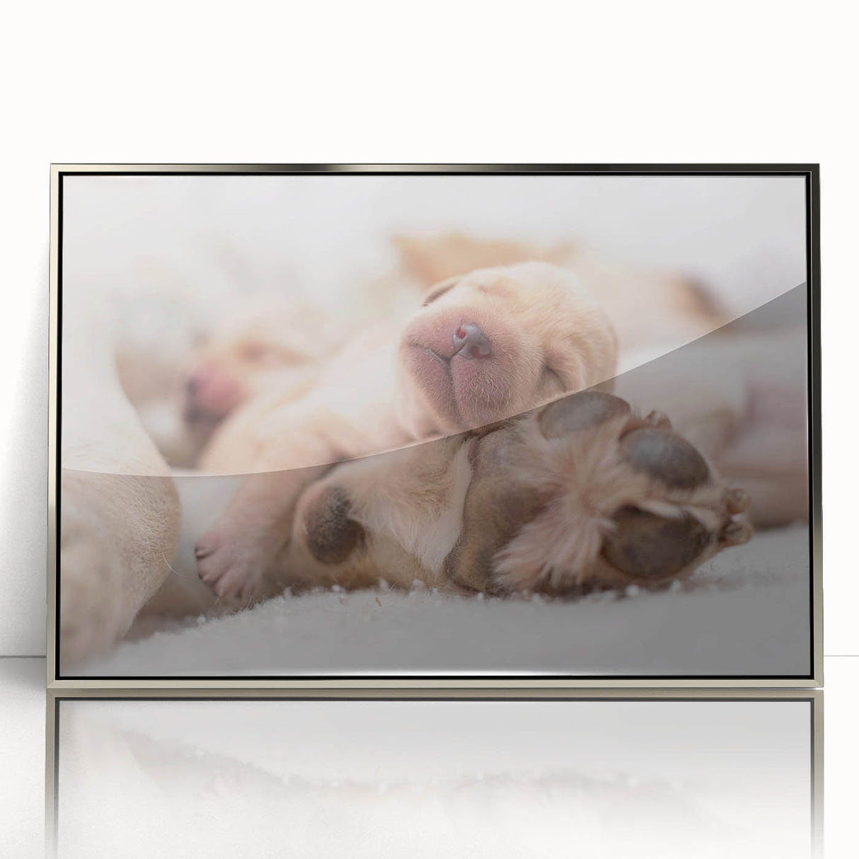 Framed wall art featuring a stunning dog design from the "Animals A Wild Life" collection, presented in a sleek silver frame, perfect for home decor enthusiasts.