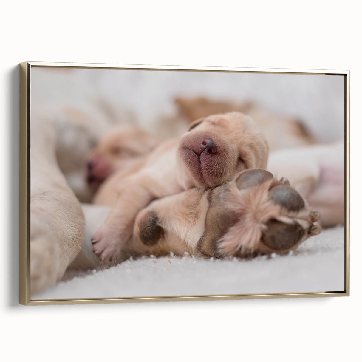 Framed wall art collection showcasing a playful dog design with a vibrant gold frame, perfect for animal lovers and home decor enthusiasts. This canvas piece adds a touch of whimsy and warmth to any room, highlighting the charm of canine companions.